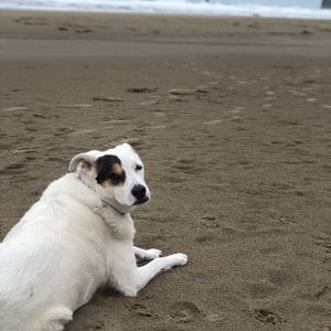 Meet your Posher, Paige